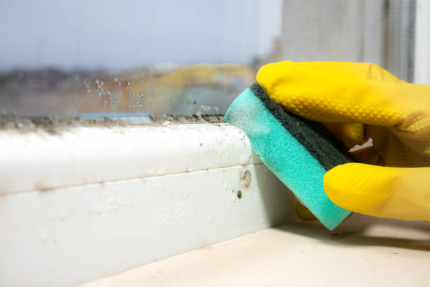 Mold Removal and Inspection in Pewee Valley, KY